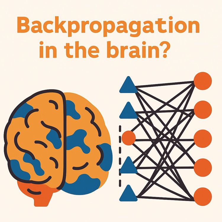 Biological Learning Algorithms: Backpropagation vs Predictive Coding Explained (Video Course)